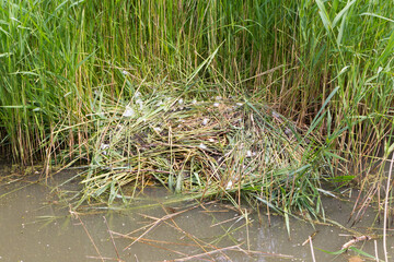 Nest of a pair of cygnets