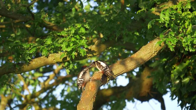 wildlife birds - lesser spotted woodpecker feeding: Staffordshire, England: May 2017