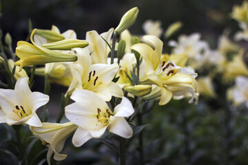 Obraz premium flower