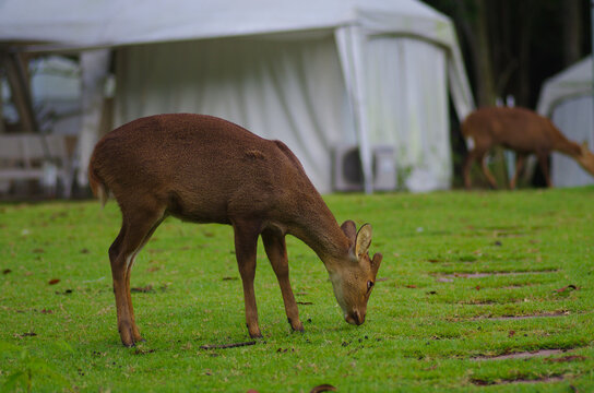 KHAO KHEOW OPEN ZOO, THAILAND - August, 2016: Tents and deer on the territory of the Khao Kheaw es-ta-te Camping Resort
