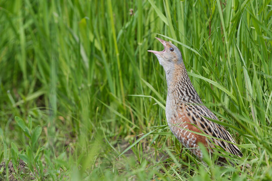 The corncrake  singing in the grass