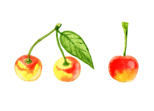 Yellow cherry with leaves, isolated on white background, watercolor illustration