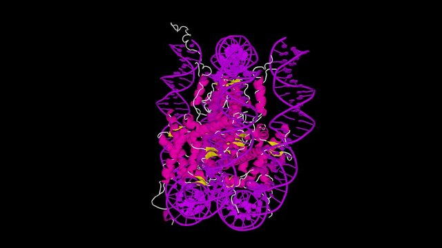 Nucleosome, molecular model. Loop able, alpha channel, UHD