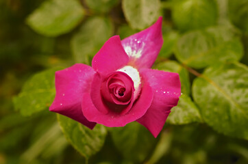 pink rose ピンクのバラ