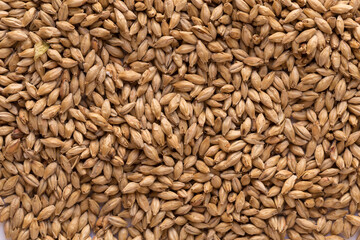 Texture of barley