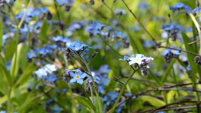 Forget me not flowers moving gently in the wind