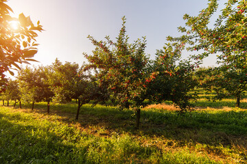 Ripening cherries on orchard tree © Dusan Kostic
