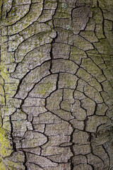 Texture of tree bark