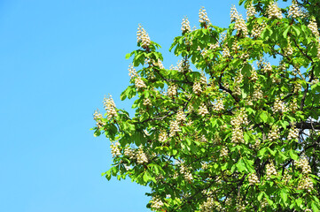 Spring blossoming chestnut (Castanea sativa) flower