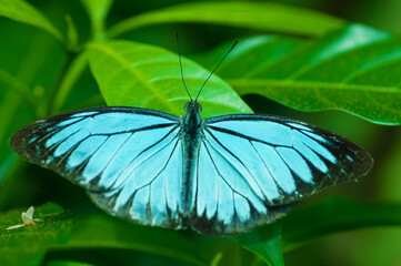 Fototapeta na wymiar Close up blue butterfly
