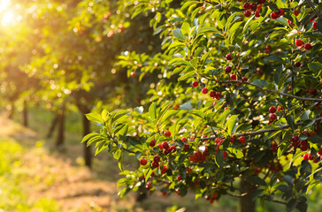 Ripening cherries on orchard tree