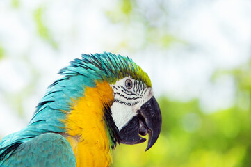 Blue and yellow macaw
