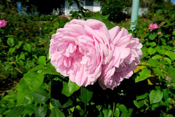 2 nice pink roses on the tree
