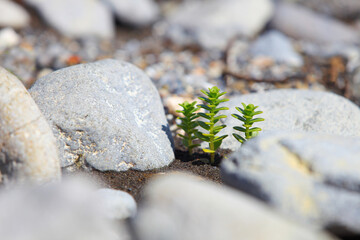 wild flower