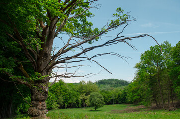 Fototapeta premium beauty of nature