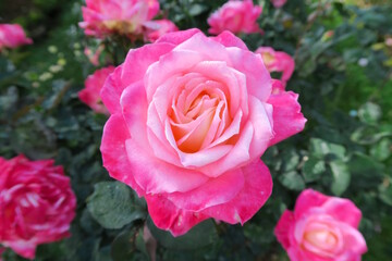 very pink but beautiful rose, royal garden