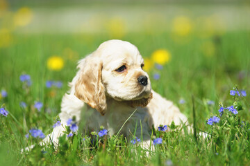 White and red American Cocker Spaniel puppy sitting in a green grass with blue flowers