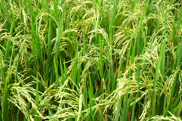 Closeup view of rice paddy field in Bali, Indonesia.