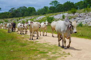 Zebu or long-horned humped bull in Thailand
