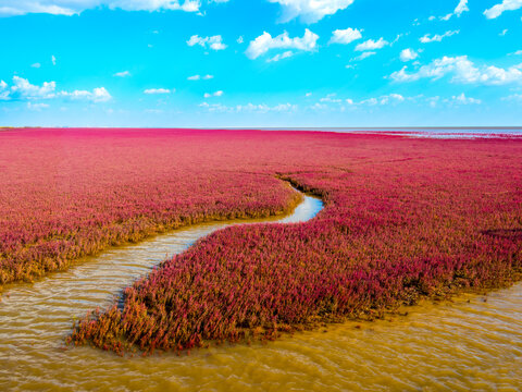 The Red Beach, located in the Liaohe Delta some 30km south west of Panjin City, Liaoning, China.