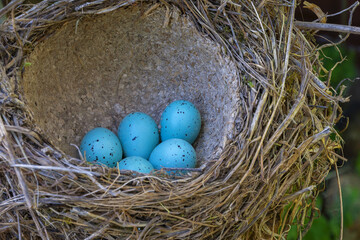 Bird eggs in the nest