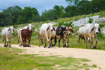 Zebu or long-horned humped bull in Thailand