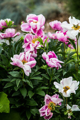 Pink and White Blooms in Garden