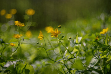 ranunculus acris