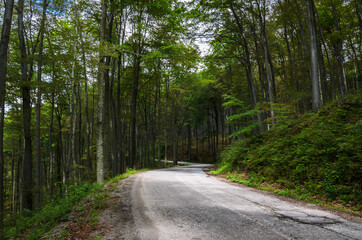 Fototapeta na wymiar Empty road through forest in spring 