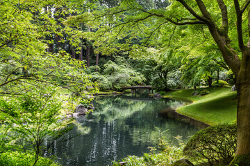 Serene Green Lake in Forest