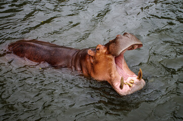 Fototapeta premium Hippopotamus at Khao Kheow Open Zoo, Thailand