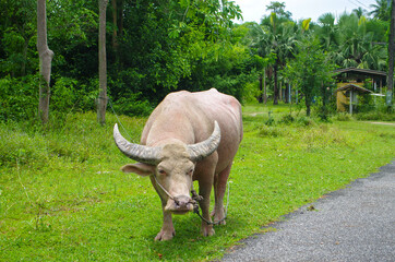Albino buffalo in Thailand