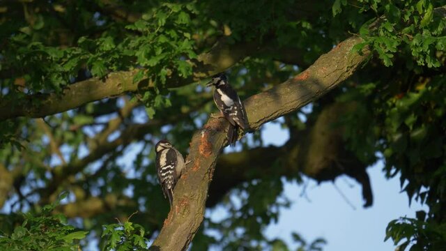 wildlife birds - lesser spotted woodpecker feeding: Staffordshire, England: May 2017