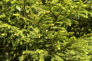 Coniferous branches - needles