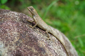Naklejka na ściany i meble The lizard on the stone in Thailand