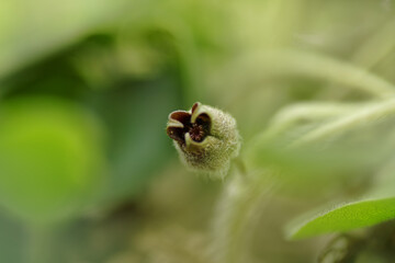 asarum