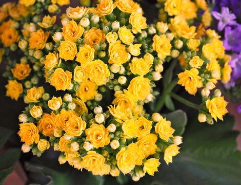 Beautiful yellow flowers of Kalanchoe close-up.