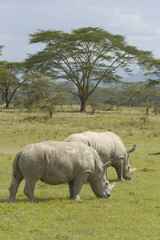 Naklejka premium White Rhinoceros