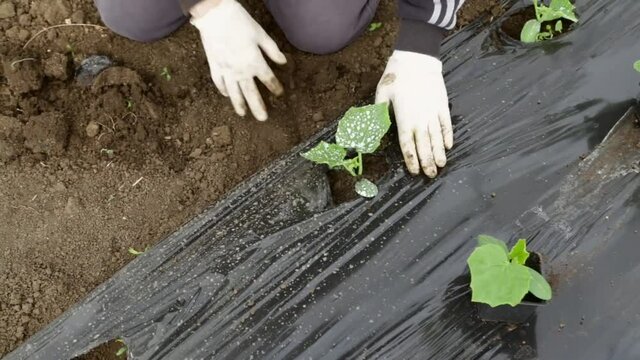 Planting cucumber on mulch foil