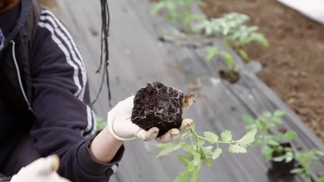 Tomato seedling with root in rootball