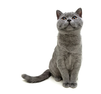 gray cat sitting on white background