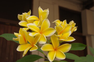 黄色いプルメリアの花 yellow plumeria