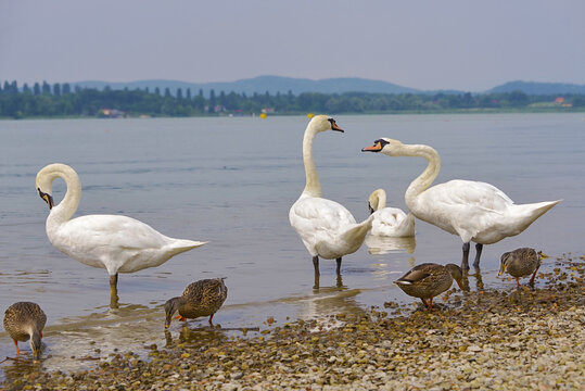 Mute swans (Cygnus olor) and ducks on the edge of lake