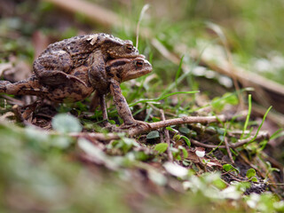 Male frog carrying a female
