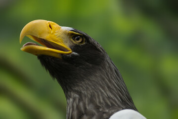 Face east egle with open beak