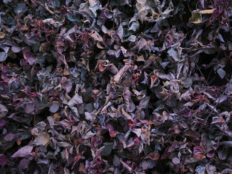 Leafs