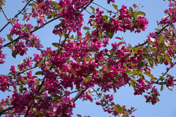 The blossoming apple tree with pink flowers on the blue sky background ..