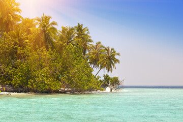 The island with palm trees in the ocean