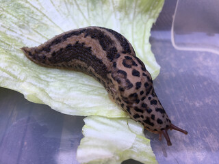 Großer ausgewachsener Tigerschnegel (Limax maximus)