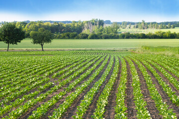 Fototapeta na wymiar Anbau von Rüben in Reihe auf dem Acker im Mai. Landwirtschaft in Sachsen Anhalt, Felder in Mitteldeutschland, Rübenacker